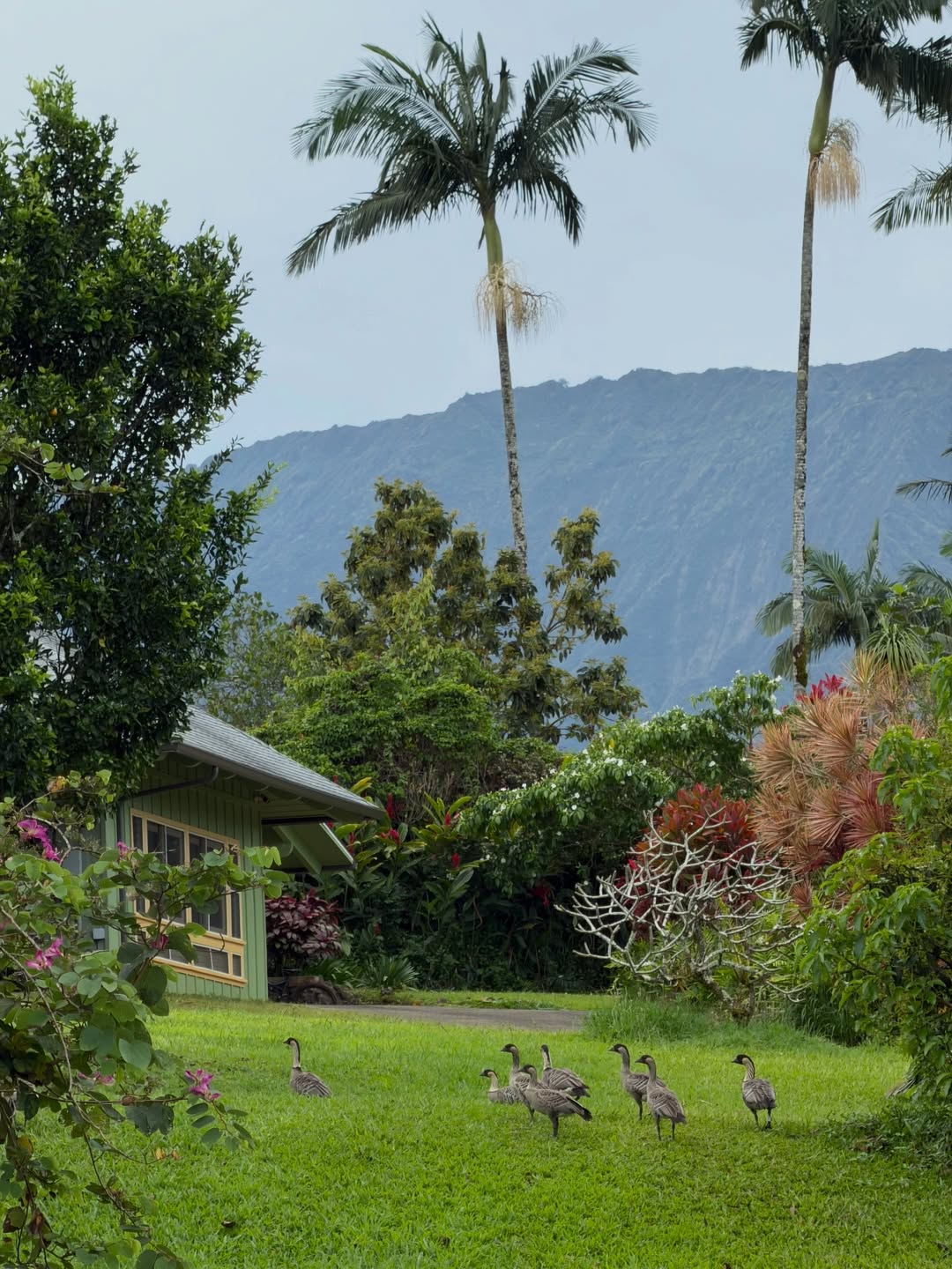 Nēnē geese on the lawn before a green house and mountain ridge