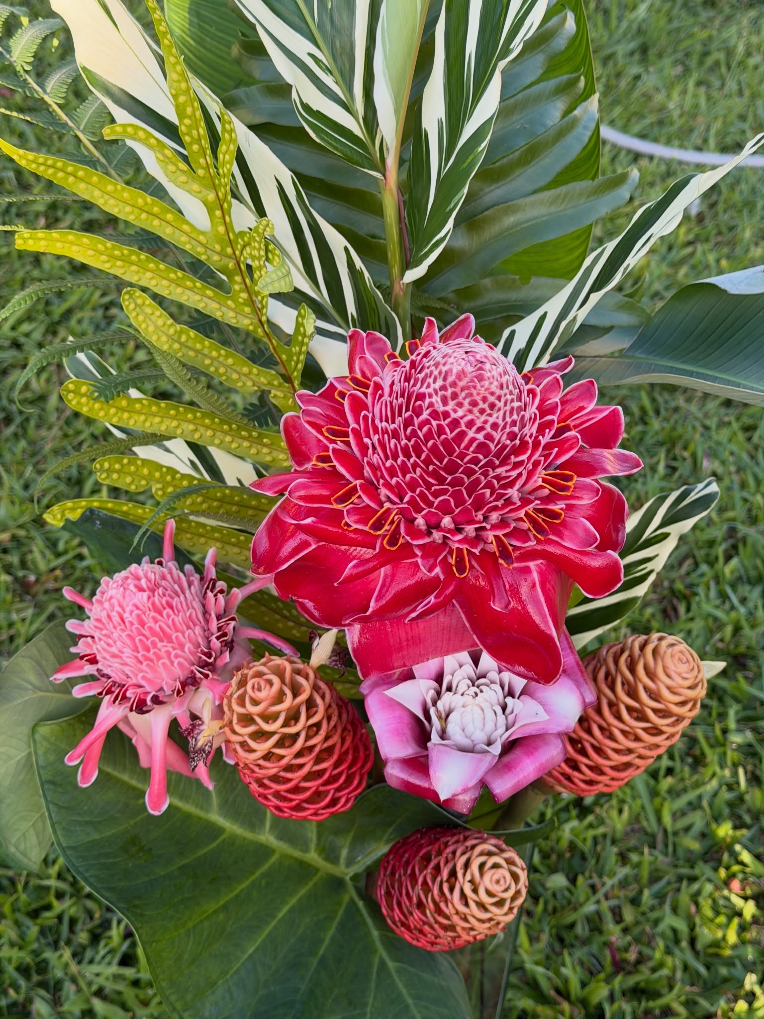 Torch ginger and tropical foliage from the campus garden