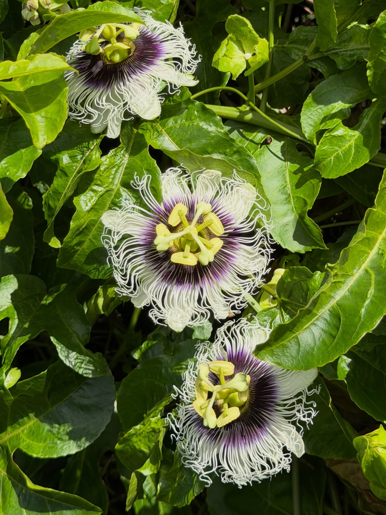 Passionflowers in the Cosmic Campus garden