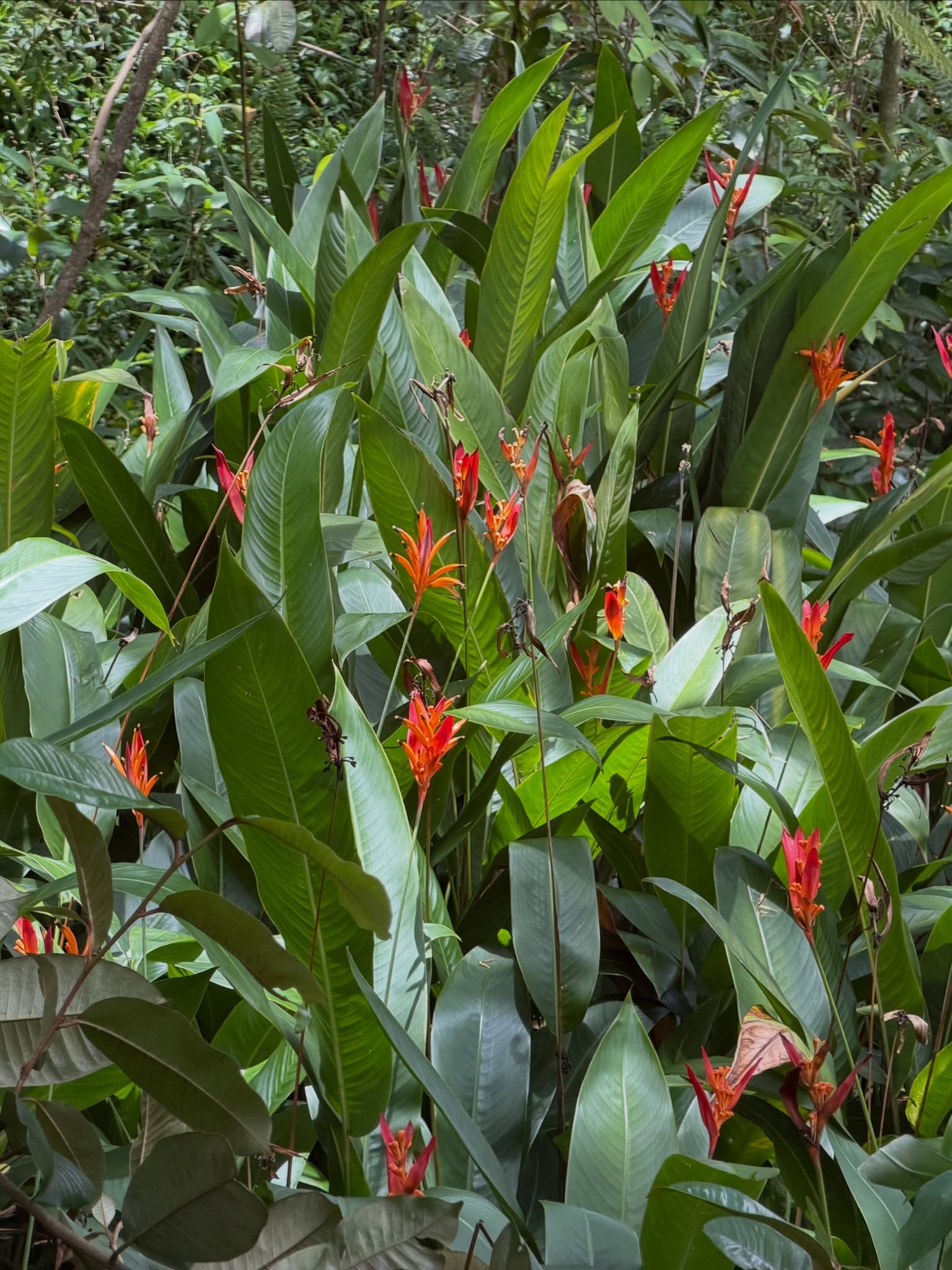 Heliconia and jungle foliage near Fairy House