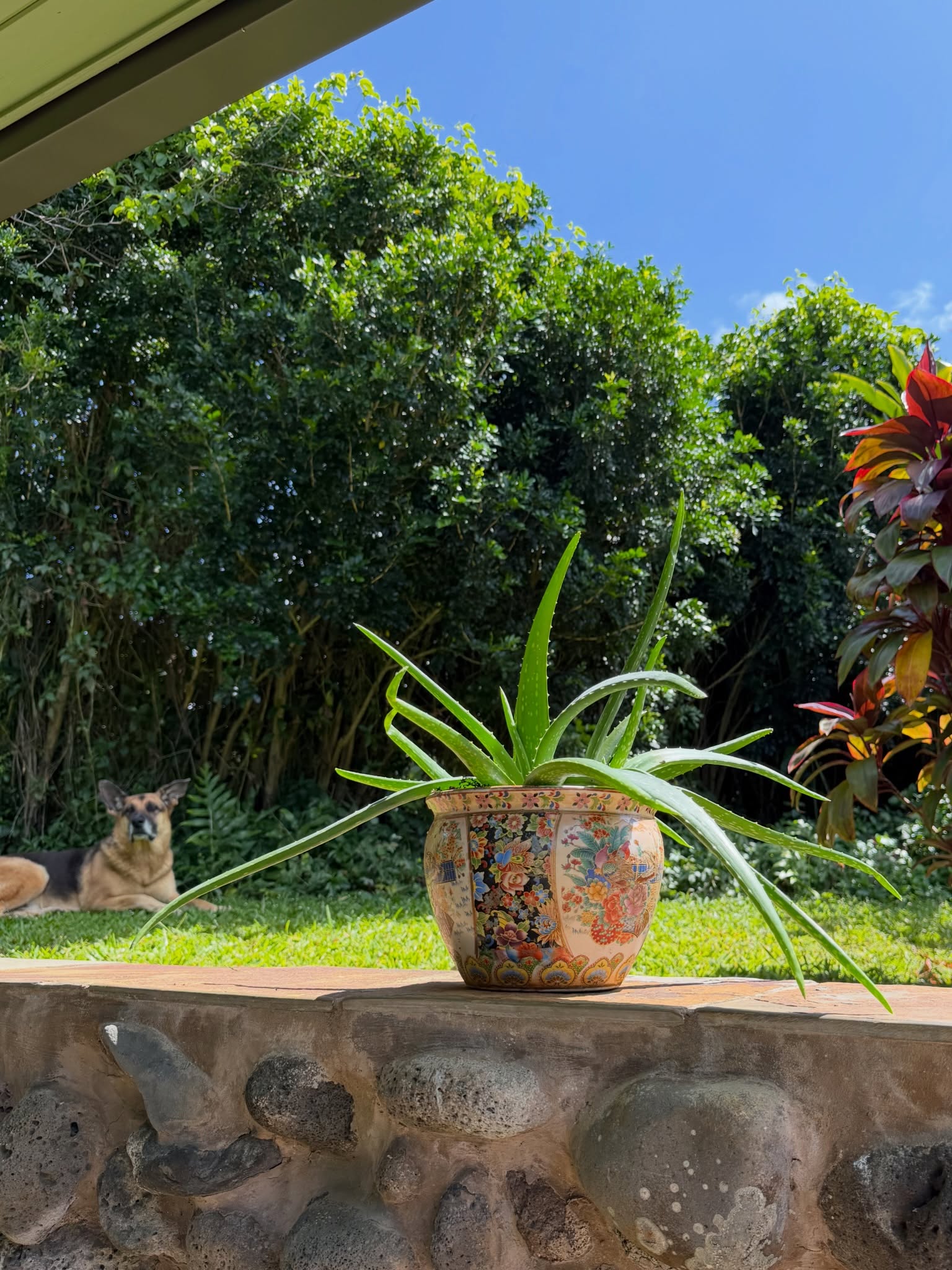 Aloe in a painted pot on a lava rock wall with the campus dog beyond