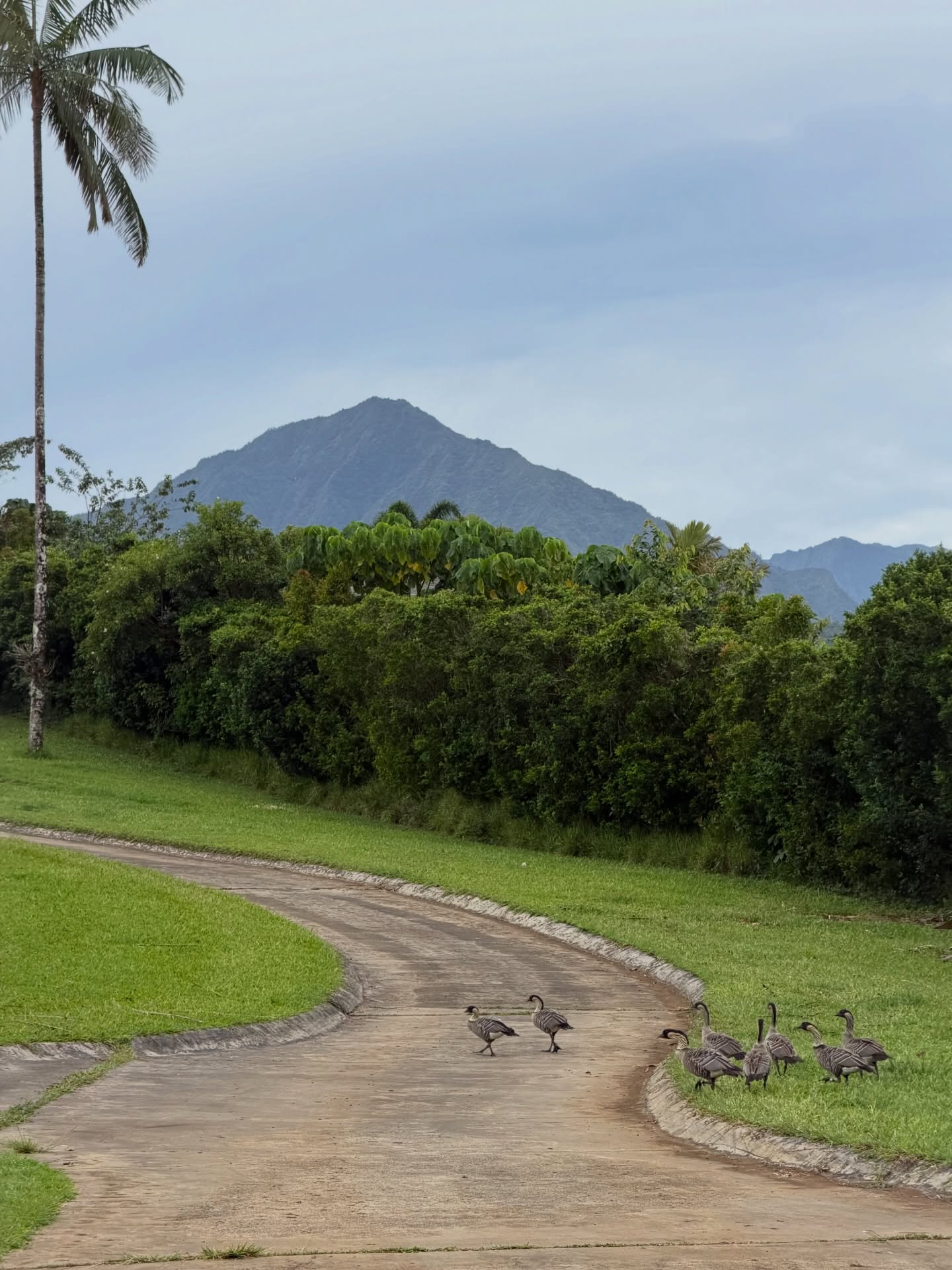 Nēnē walking a campus path with a Kauaʻi mountain in the distance