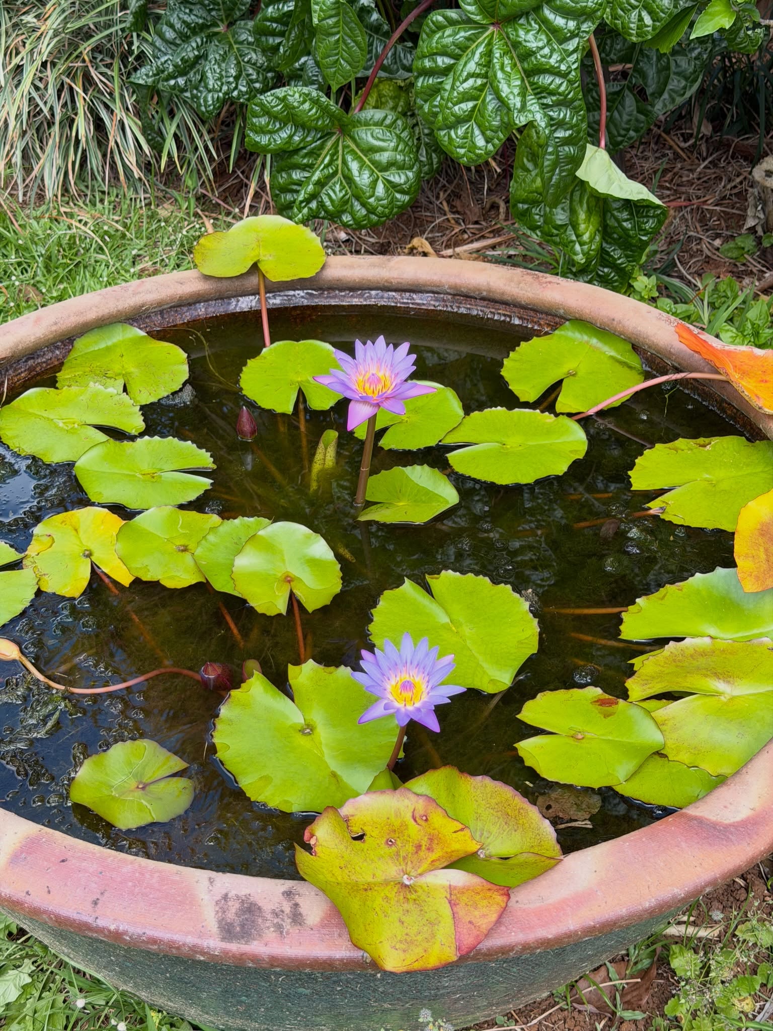 Purple lotus flowers in a basin on campus